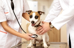 MEC autoriza curso de Medicina Veterinária na Esucri; aulas iniciam neste semestre